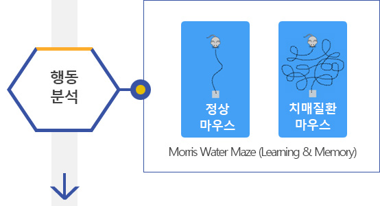 행동분석:정상 마우와 치매질환마우스 비교, Morris Water Maze (Learning & Memory)