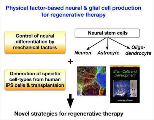 Production of specific neural and glial cells for regenerative therapy