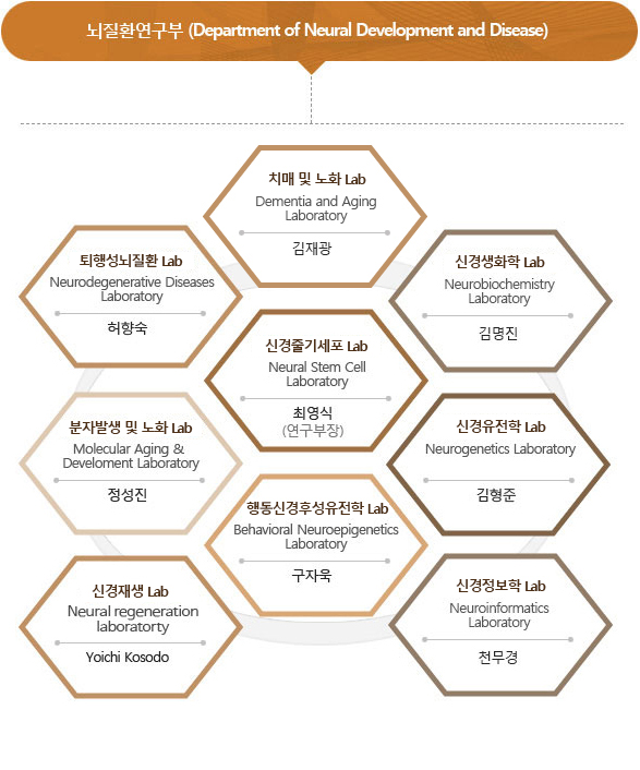 뇌질환연구부 (Department of Neural Development and Disease)-퇴행성뇌질환 실험실 Neurovascular Diseases Laboratory:허향숙, 신경줄기세포 실험실 Neural Stem Cell Laboratory:최영식(연구부장), 신경유전학 실험실 Neurogenetics Laboratory:김형준, 행동신경후성유전학 실험실 Behaviora Neuroepigenetics Laboratory:구자욱, 분자발생 및 노화 실험실 Molecular Aging & Develoment Laboratory:정성진, 신경재생 실험실 Neural regeneration laboratorty:Yoichi Kosodo, 신경생화학 실험실:Neurobiochemisty Laboratory 김명진