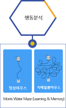 행동분석:정상 마우와 치매질환마우스 비교, Morris Water Maze (Learning & Memory)