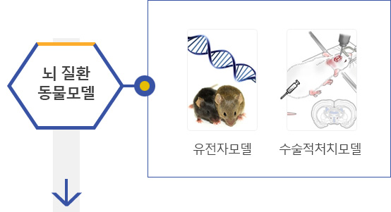 뇌 질환 동물모델 : 유전자모델, 수술적처치모델